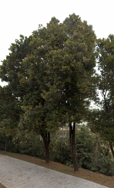 tree photo