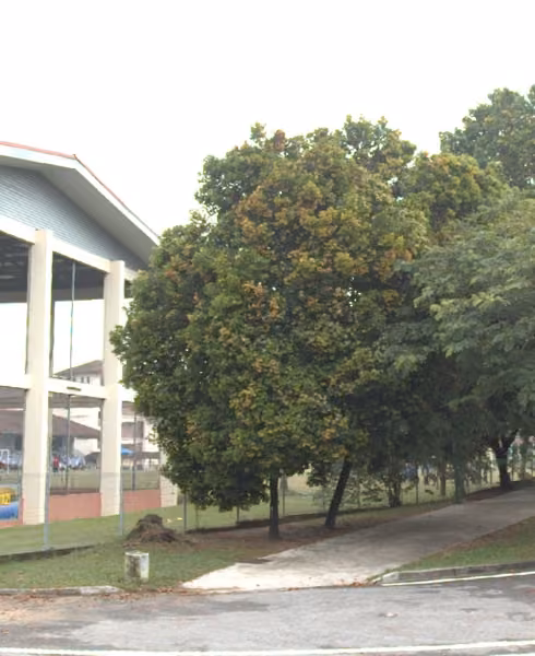 tree photo
