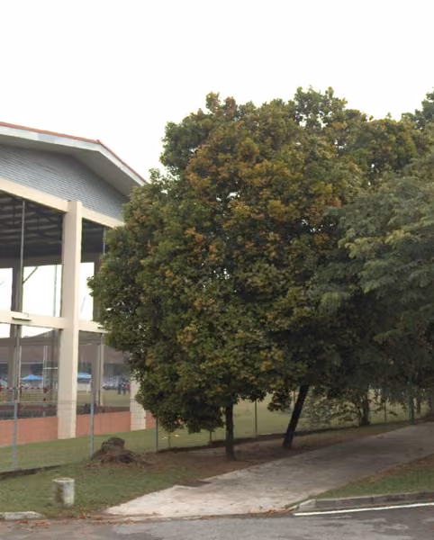 tree photo