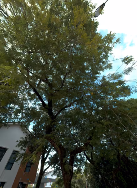 tree photo