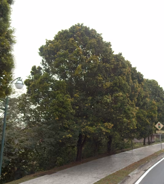 tree photo