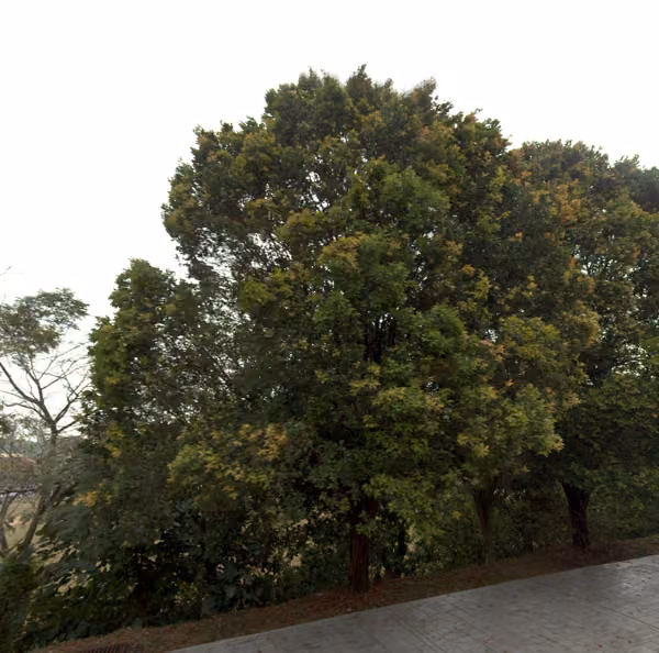 tree photo