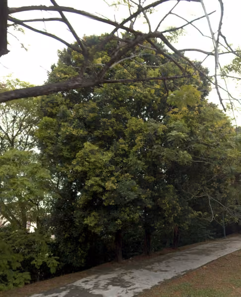 tree photo