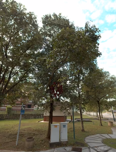 tree photo
