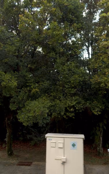 tree photo