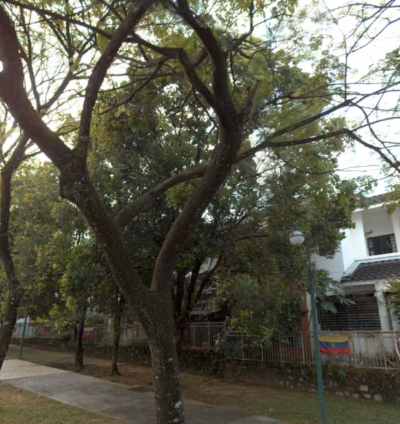 tree photo