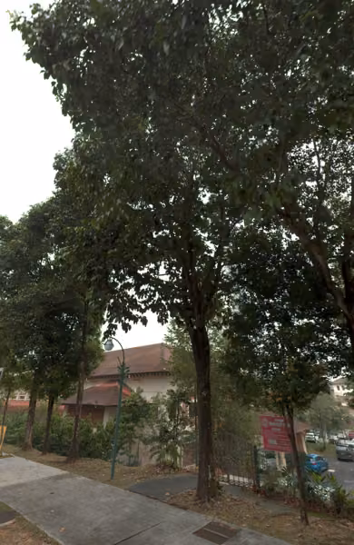 tree photo