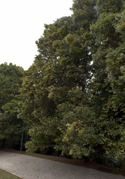 tree photo