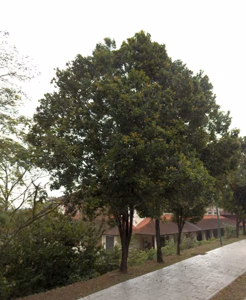 tree photo