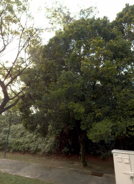 tree photo