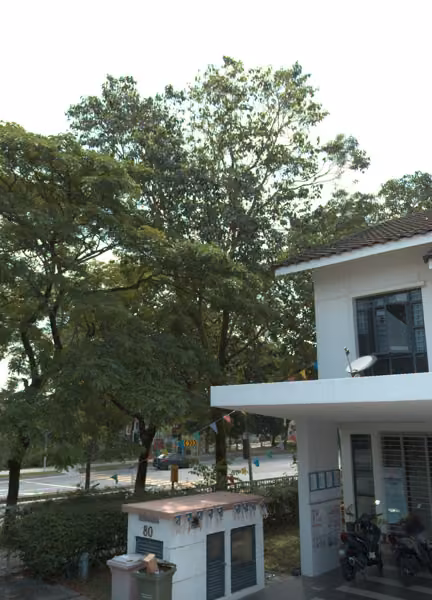 tree photo