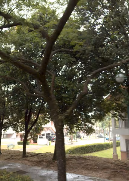 tree photo