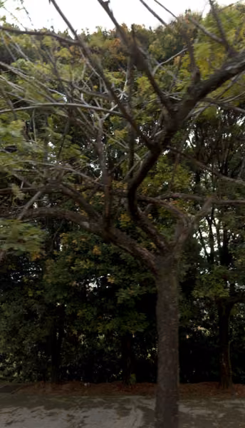 tree photo