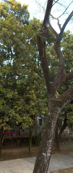 tree photo
