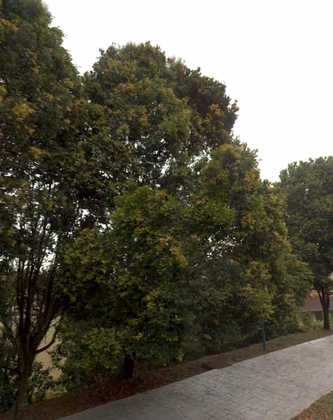 tree photo