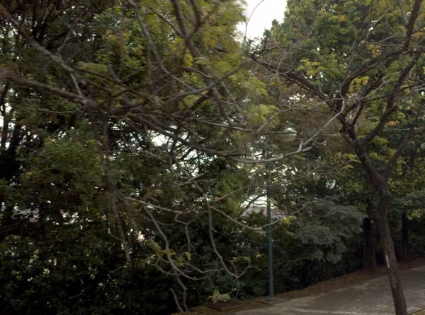tree photo