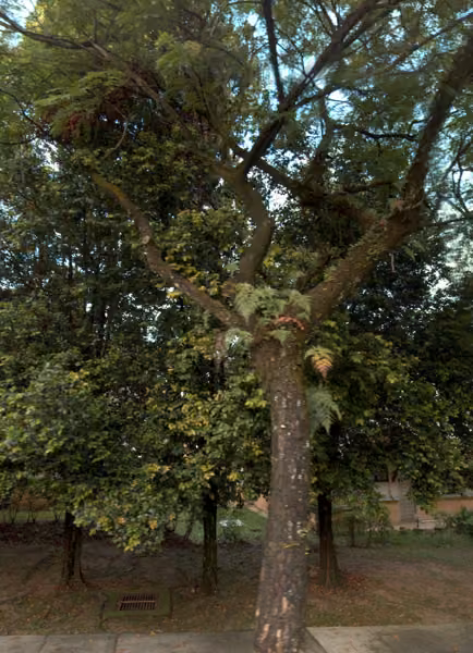 tree photo