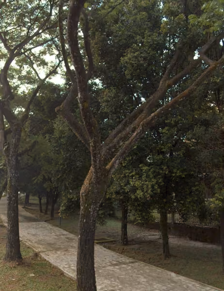 tree photo