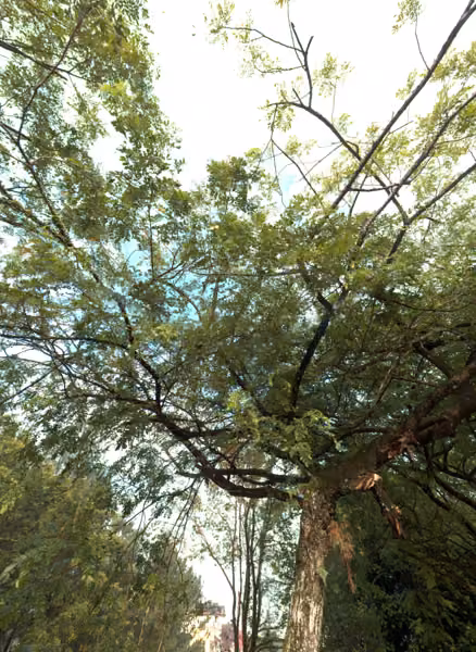tree photo