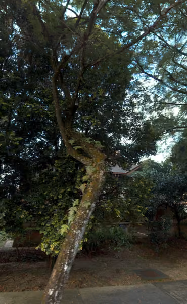 tree photo