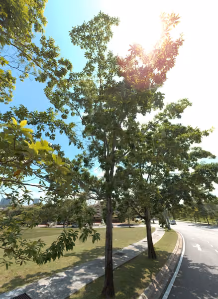 tree photo