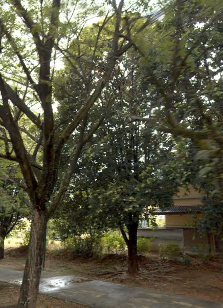 tree photo