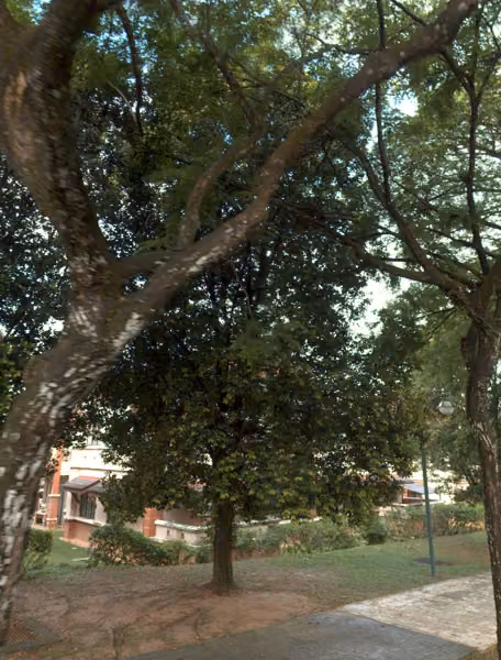 tree photo