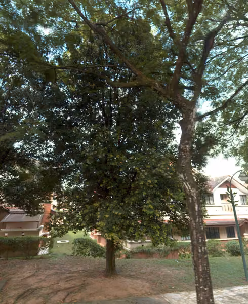 tree photo