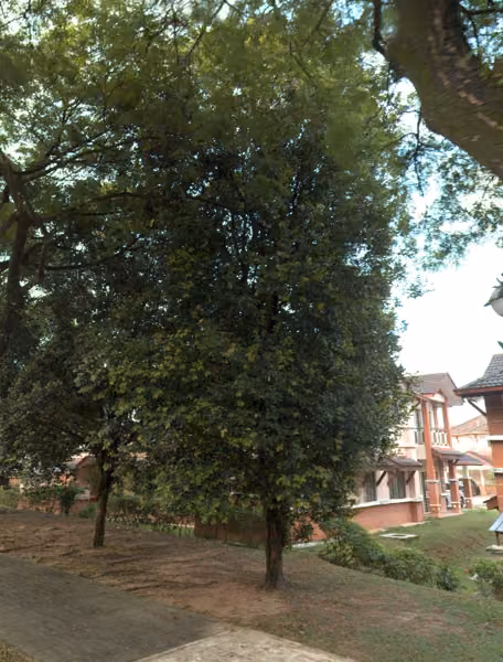 tree photo