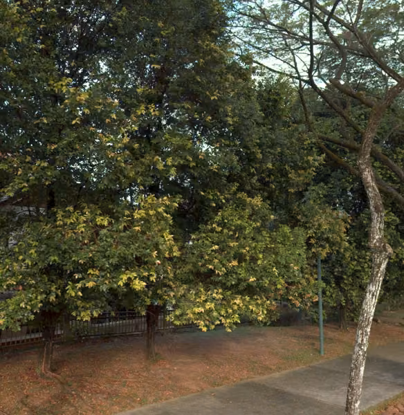 tree photo
