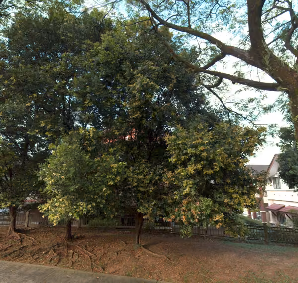 tree photo