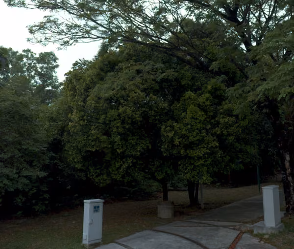 tree photo