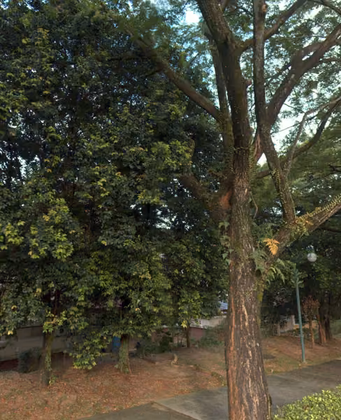 tree photo