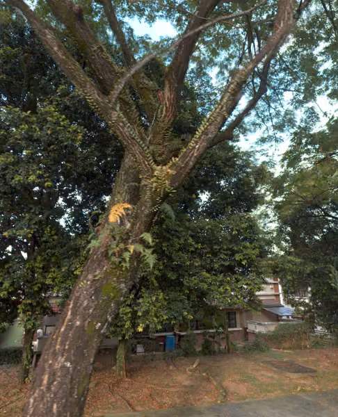 tree photo