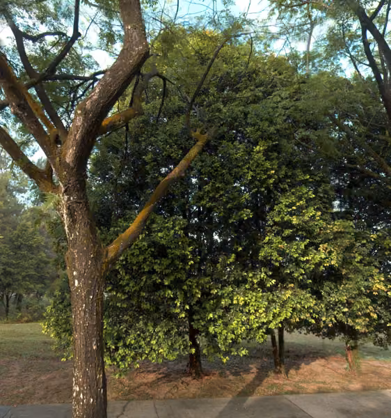 tree photo