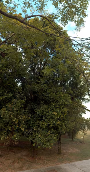 tree photo