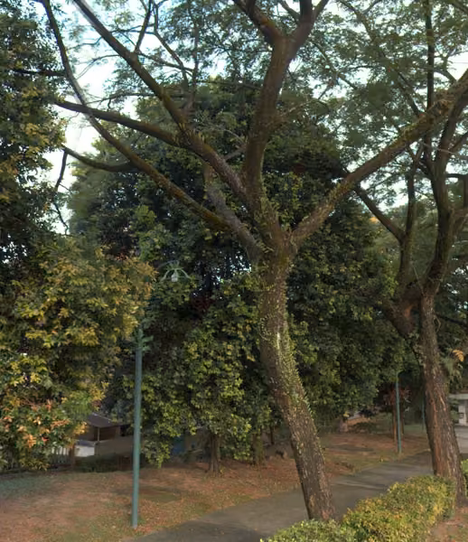 tree photo