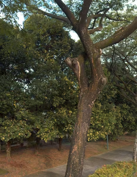 tree photo