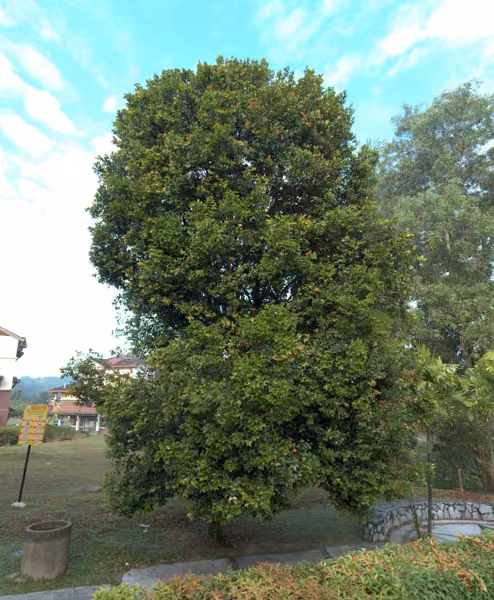 tree photo