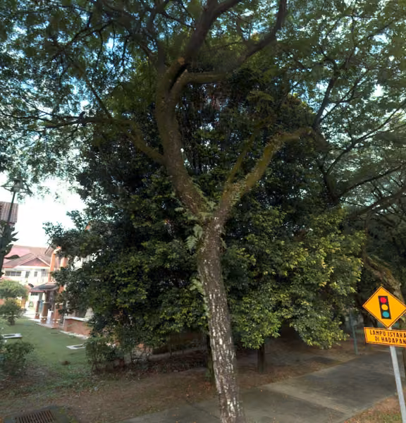 tree photo