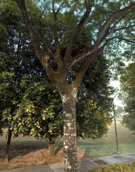 tree photo