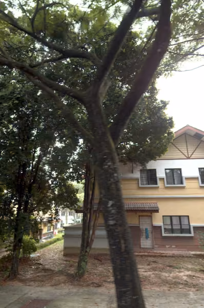 tree photo