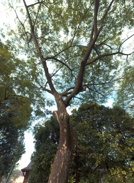 tree photo