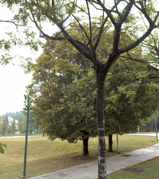tree photo