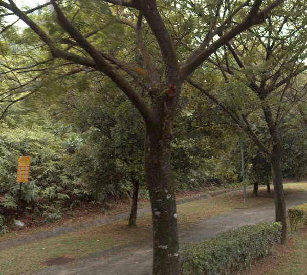 tree photo
