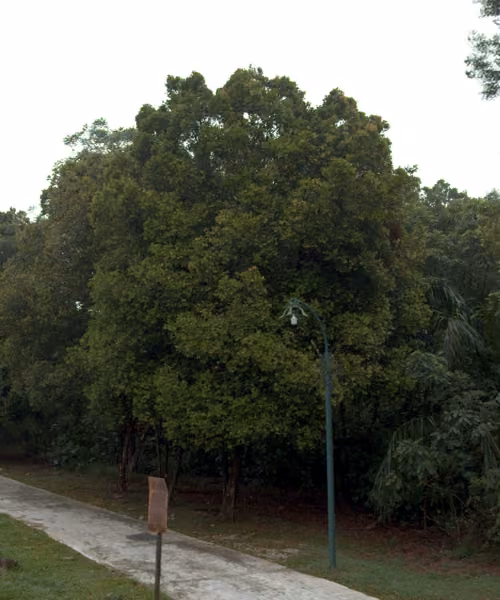 tree photo