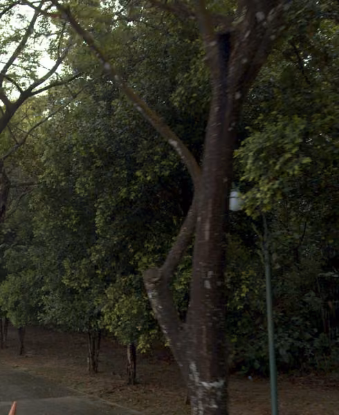 tree photo
