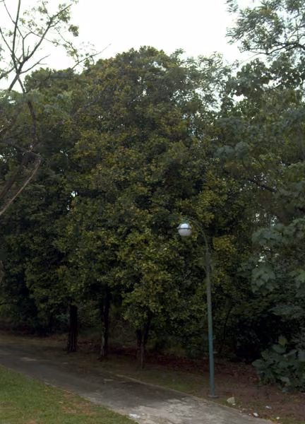 tree photo