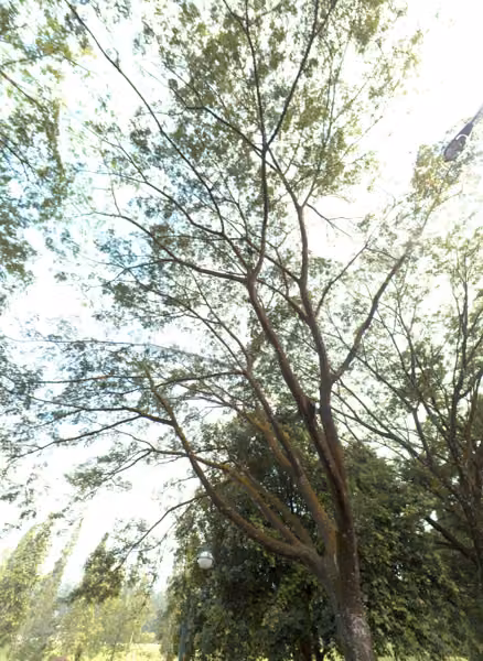 tree photo
