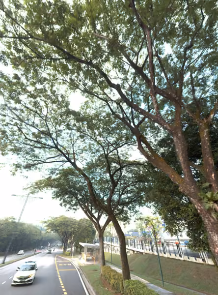 tree photo